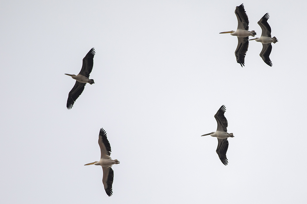 Great White Pelican